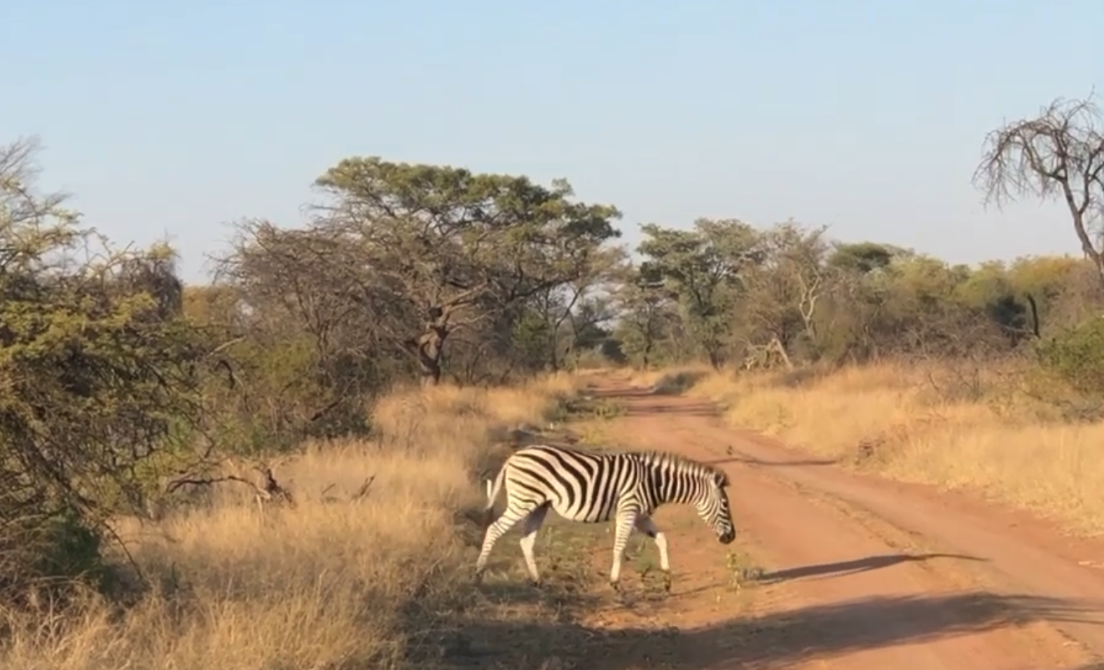 A South African Bushfield Zebra Crossing 🚦