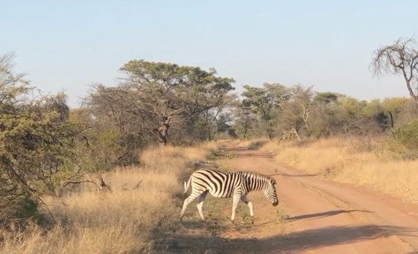 A South African Bushfield Zebra Crossing 🚦